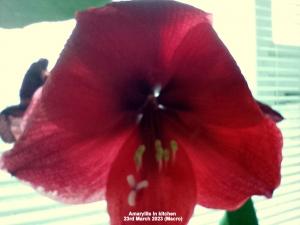 Amaryllis flowering in kitchen. A macro shot)