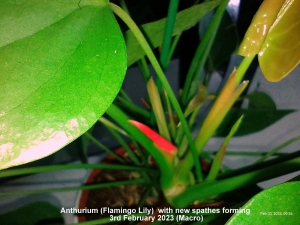 Anthurium (Flamingo Lily)  with new spathes forming