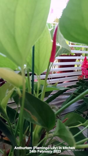 Anthurium (Flamingo Lily) in kitchen (Macro)