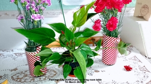 Flamingo Lily (Anthurium) on living room table