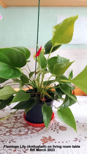 Flamingo Lily (Anthurium) on living room table