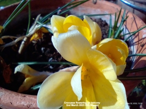 Crocuses flowering on balcony