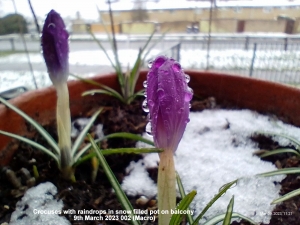 Crocuses flowering on balcony