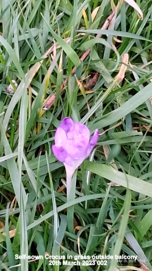 Self-sown Crocus in grass outside balcony