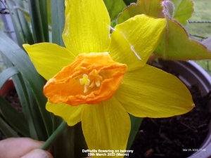 Daffodil on balcony