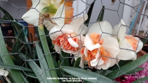 Daffodils flowering on balcony (from outside