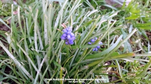 Grape Hyacinths flowering in grass outside of balcony