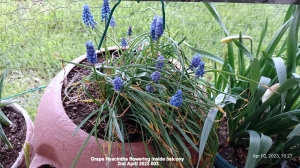 Grape Hyacinths flowering inside balcony