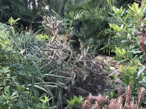 Cylindropuntia viridiflora
I’ve had planted out since 2013 and absolutely winter hardy