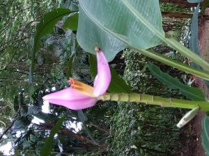 Musa velutina