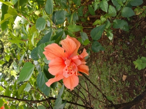 There were sooo many Hibiscus!