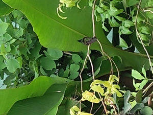 A colibri..(hummingbird) sitting still for a bit!