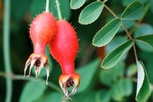 Rosa moyesii whose shapely hips last considerably longer than its flowers.