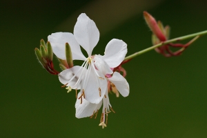 Gaura lindheimerii - grown from seed in our garden cos' they don't usually survive the winter.