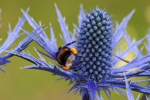 Eryngium 'Big Blue'. This newer variety really lives up to its name and is a magnet for bees