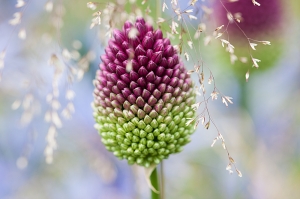 Allium sphaerocephalon growing up through Deschampsia