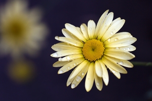 Anthemis 'E.C Buxton' still blooming well here in November