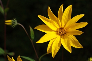 Helianthus 'Miss Mellish'. Bit of a thug but what a flower!