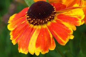 Helenium 'Mardi Gras' at its peak of colour in August.