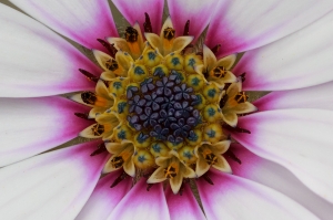 Osteospermum. Showing the intricate arrangement in it's eye