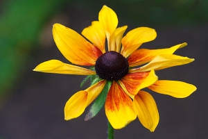 Rudbeckia 'Rustic Dwarf'. Not quite as dwarf as it used to be but sown each year and flowers...