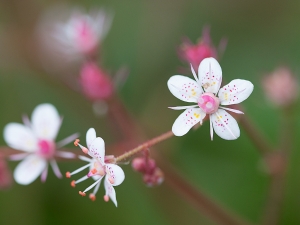 Saxifraga urbium. The gorgeous little flowers of London Pride really need to be seen in close-up.