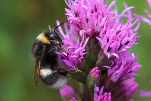 Bumblebee on Liatris flower