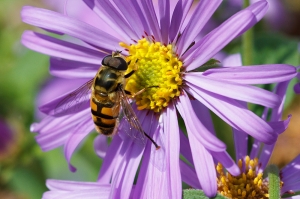 Drone Fly on Aster frickartii 'Mönch'