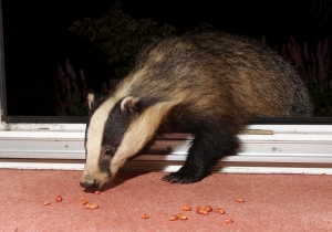 One of our regulars stepping into the house. I got in trouble with the missus for this stunt!