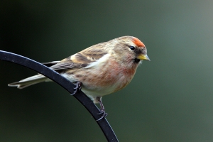 Redpoll - regular visitor during the colder months