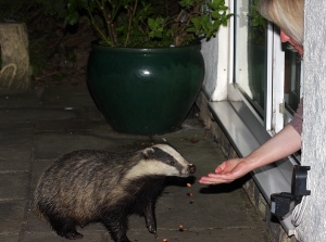 Trusting badger taking food from my wife. The PIR sensor near her arm alerted us in the house...