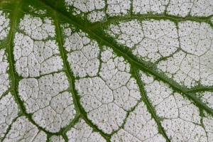 Brunnera 'Jack Frost' leaf.