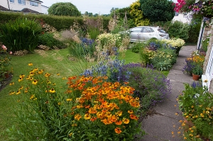 View the other way across the front garden in early July. Heleniums and Eryngium in the...