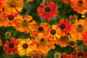 Helenium flowers in their prime. Embarassed to say I'm not sure which variety - they've been...