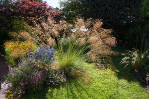 I managed to catch the Stipa back-lit by the early morning light.