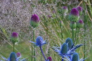 Eryngium 'Big Blue' and Allium sphaerocephalon growing up through the silky veil of Deschampsia...