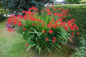 Crocosmia lucifer in full bloom.