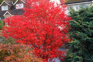 Beautiful red Japanese Acer which we inherited with the house. We usually lose the leaves to a...