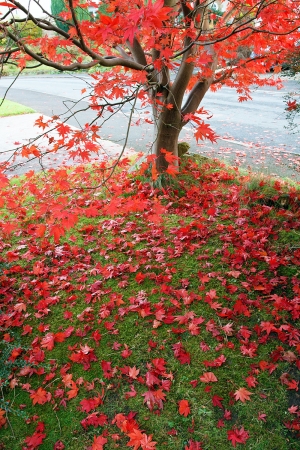 When the Acer leaves fall, for a few days they're just as beautiful on the ground.