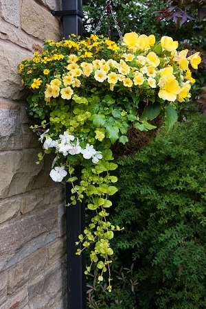 My wife's yellow basket.