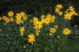 Helianthus 'Miss Mellish'. Bit of a thug this one (its rhizomes spread rapidly so needs to be...