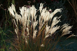 Miscanthus 'Starlight' - a recent addition - here backlit in the early sunlight.