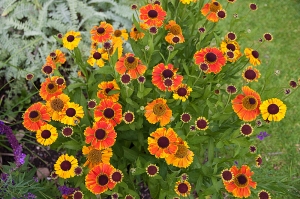 Helenium 'Mardi Gras'. Took me a while to find this one but I'm so glad I persevered. Nice and...