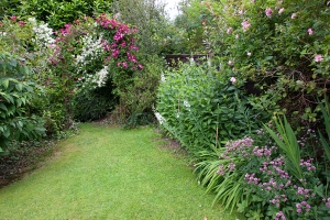 This shows the arch in July, clad with Clematis viticella 'Madam Julia Correvon' and with a...