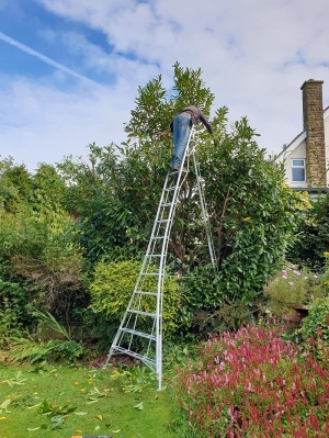 Me trimming a few feet off the Laurel shrub/tree to the right of the Persicaria bed. A tripod...