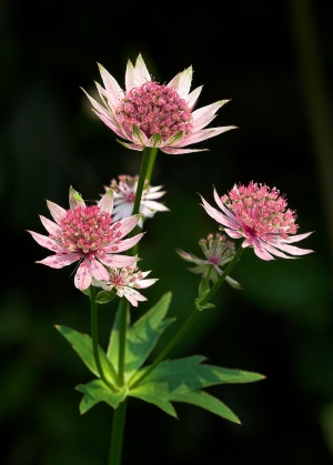 Astrantia major 'Roma' - such exquisite flowers. You just have to view their detail close up.