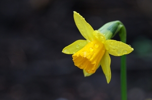 Narcissus 'Tête-à-Tête' - our favourite.