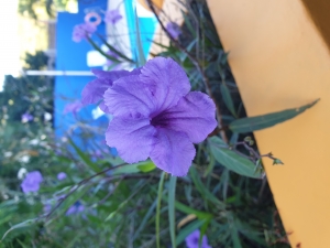 Ruellia - this grows in France too! I have the pink version.