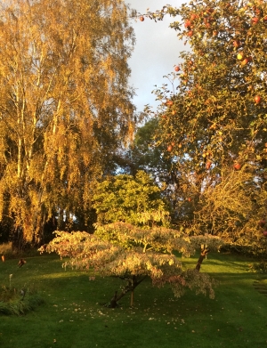 A Rutland Garden