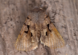 Hebrew Character